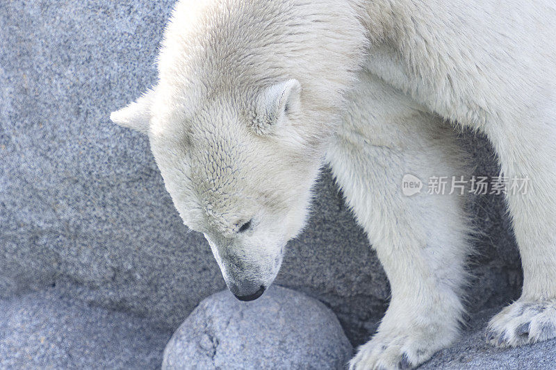 北极熊(Ursus maritimus)站在靠近水边的岩石上